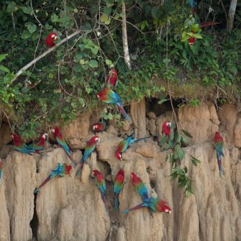 bird-south-america-nature-habitat_475641-749 bird-south-america-nature-habitat_475641-749