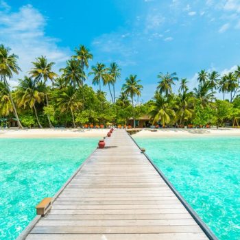 landscape-tropical-vacation-palm-summer_1203-5352 landscape-tropical-vacation-palm-summer_1203-5352